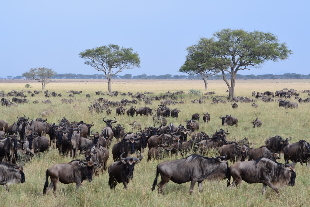 Drive to Central Serengeti